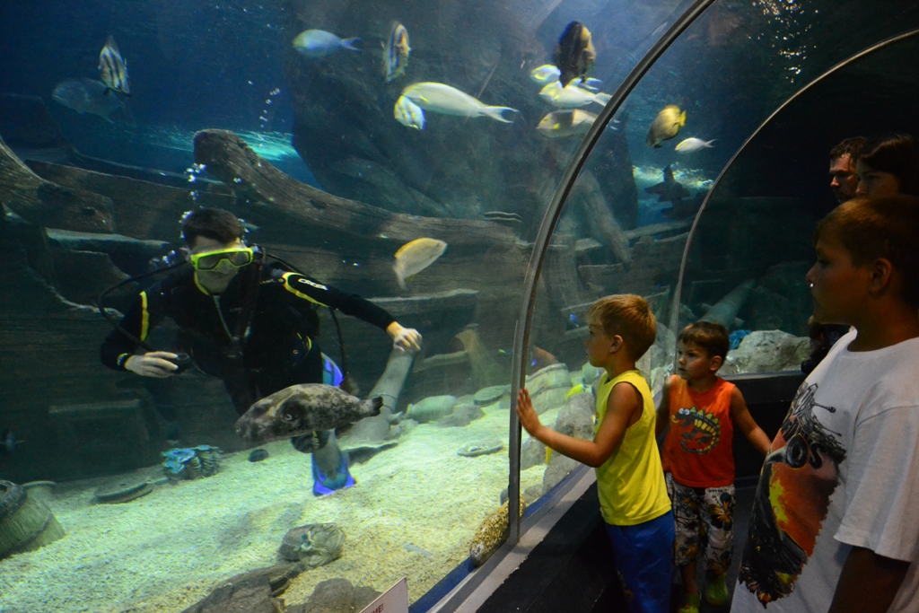 Подводный тоннель с акулами в Sochi Discovery World Aquarium